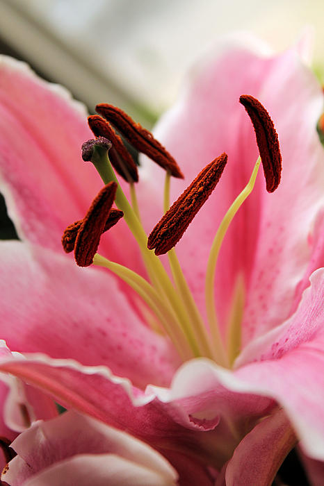 Pastel Lilies