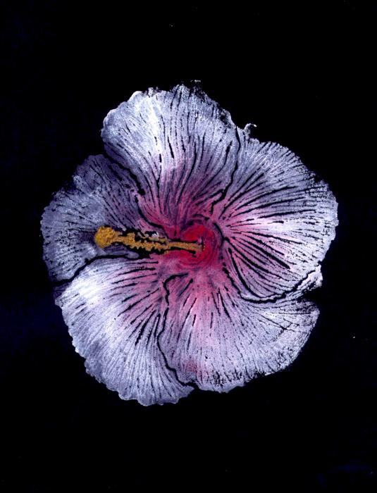 Hibiscus Flower Painting Hibiscus Flower Fine Art Print Ana Bikic