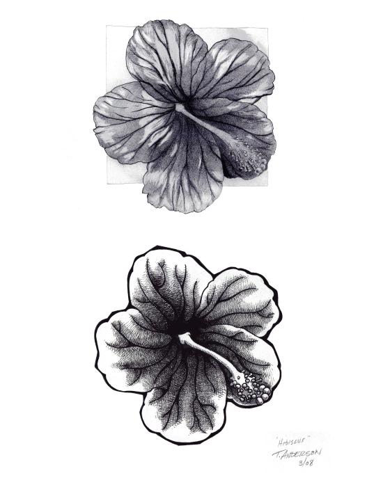 Hibiscus Drawing Tobey Anderson
