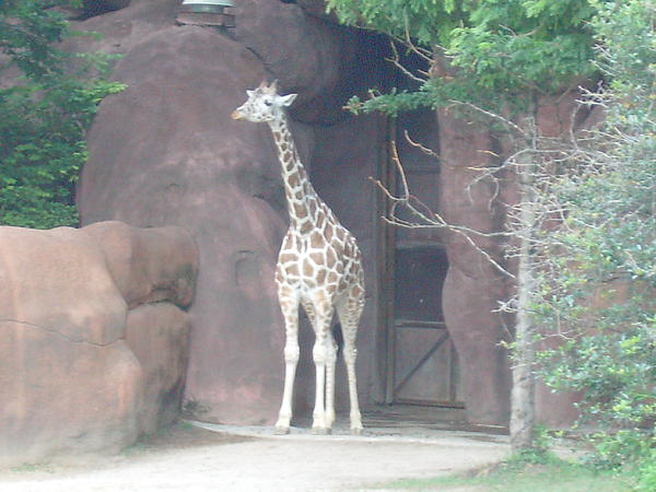 Giraffe Home