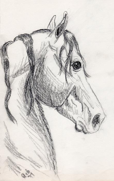 Horse Head Doodle Drawing Horse Head Doodle Fine Art Print Deborah 