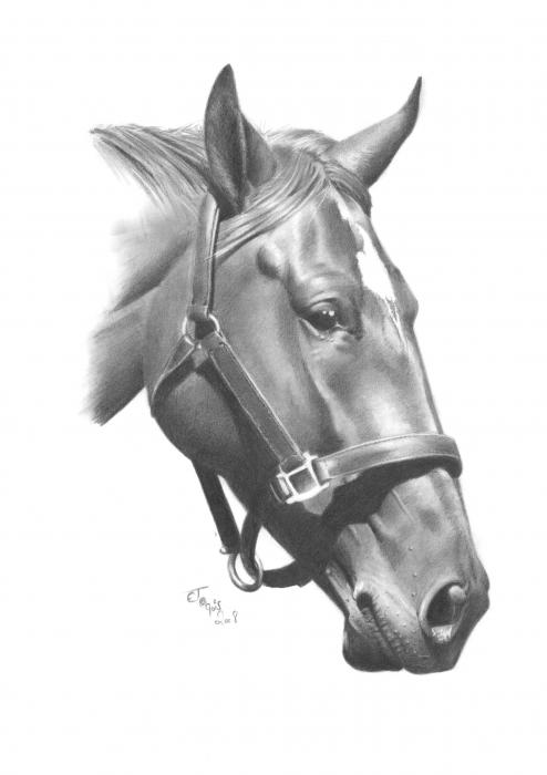 Horse head Drawing Horse head Fine Art Print Ed Teasdale