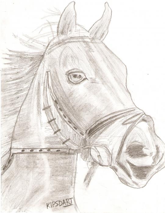 Horse Head Drawing Karthik