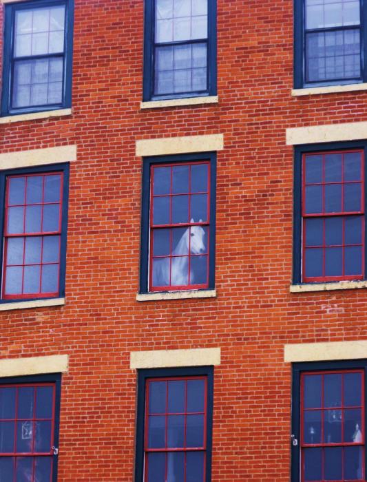 Horse In Window