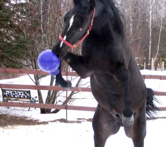 Horse Playing