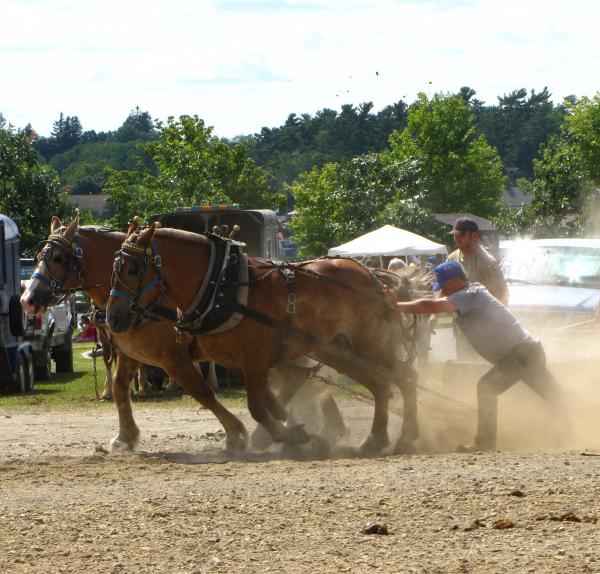 horse pulling