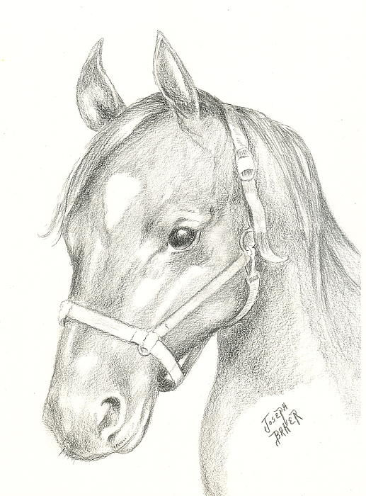 horses head drawing