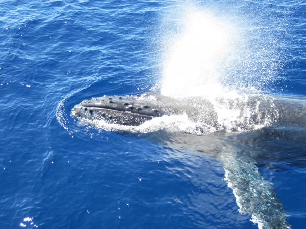 humpback-whale-blow-hole-paul-weiss.jpg
