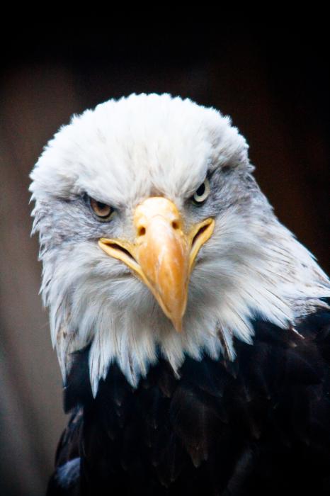 American Eagle Bird