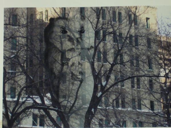 See Animals Pictures