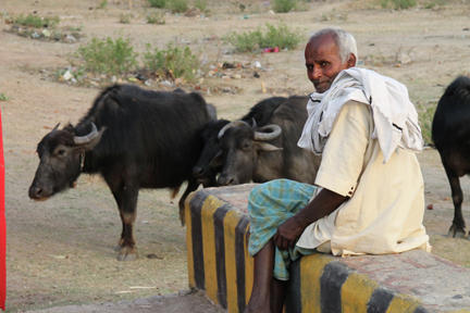 indian water buffalo