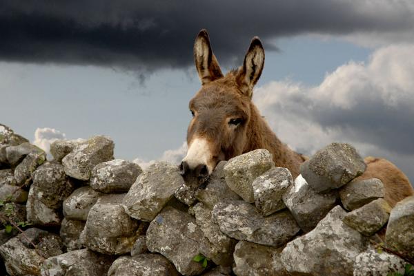 Irish Donkey