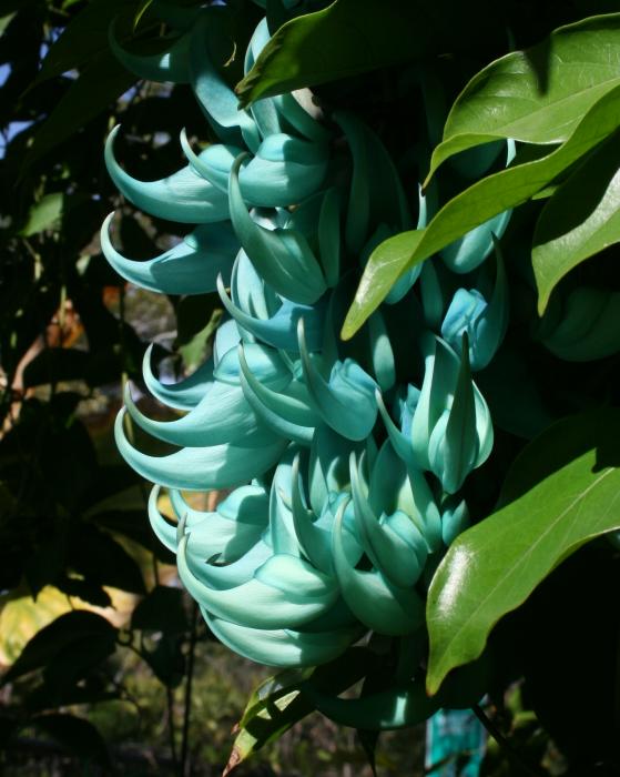  - jade-plant-blossom-allan-e-dooley-jr