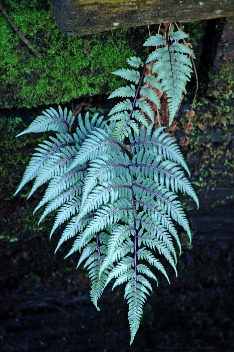 painted fern