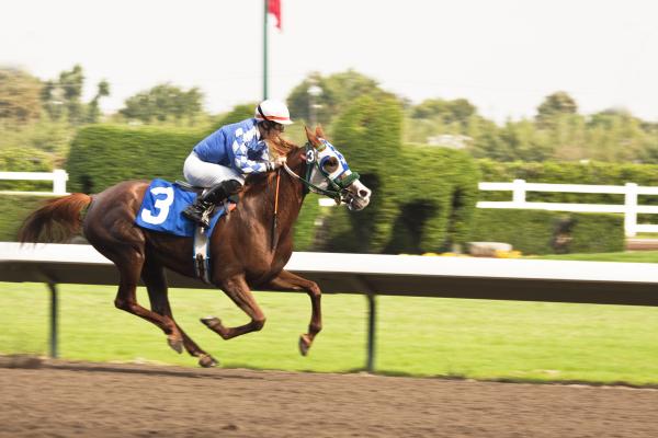 Jockeys On Horses