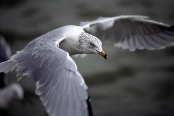 John Livingston Seagull