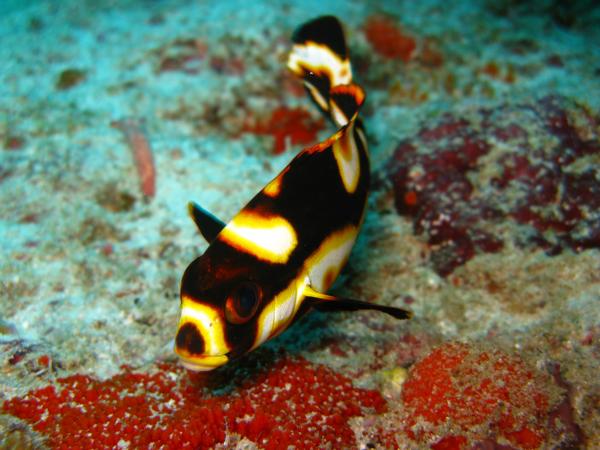 Juvenile Oriental Sweetlips