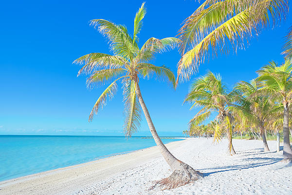 Key West Palm Tree By Photo World Art