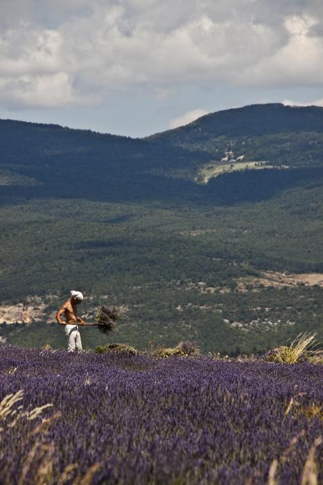 Lavender Harvester