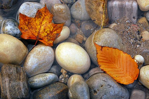 Rock And Leaf