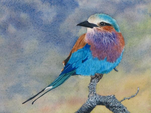 Lilac Breasted Roller Painting  - Lilac Breasted Roller Fine Art Print