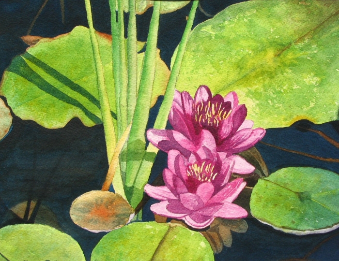 Lily Pads