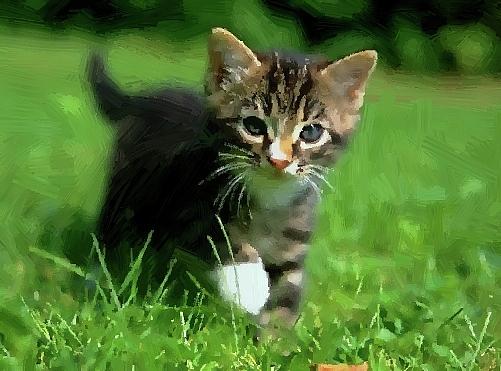 kitten in grass