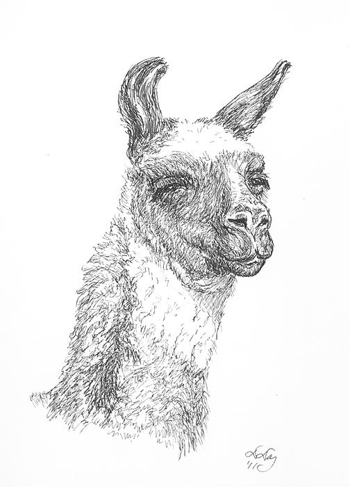 Llama Drawing