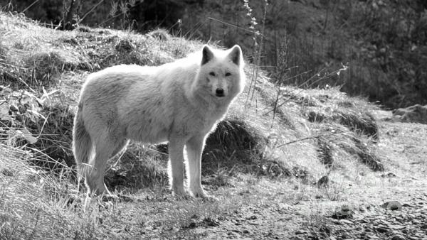 Lone White Wolf