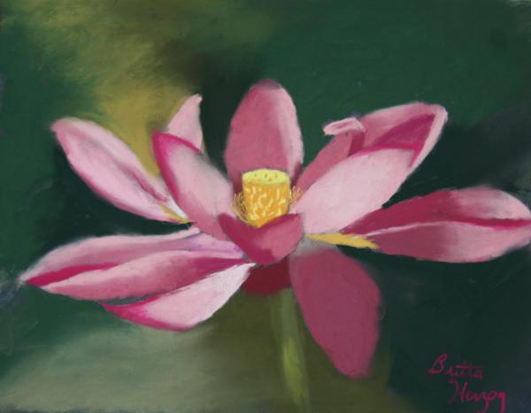 Lotus Blossom Drawing Lotus Blossom Fine Art Print Britta Herzog