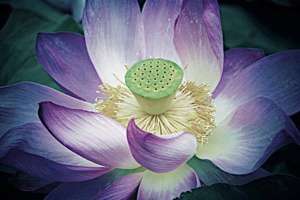 Color Lotus