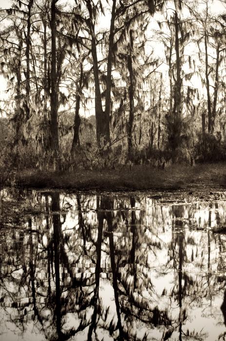 Louisiana Swamps Pictures