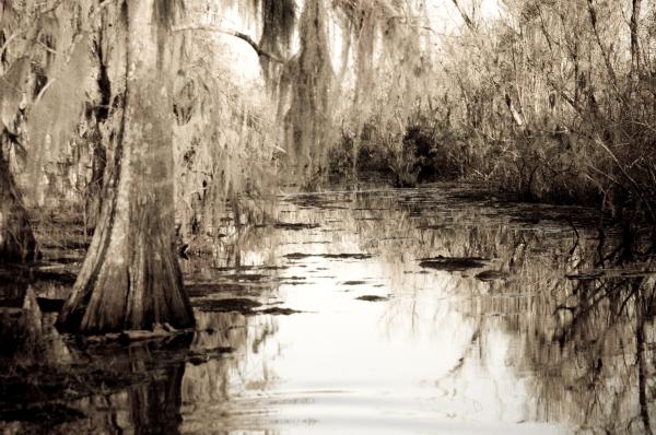 Swamps Of Louisiana
