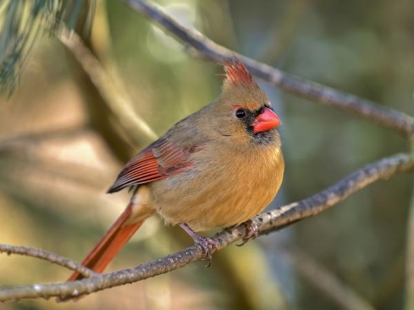 Cardinal Female