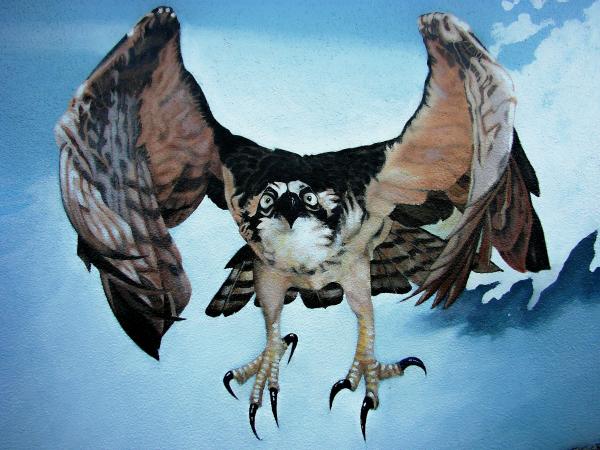 Sea Hawk Bird