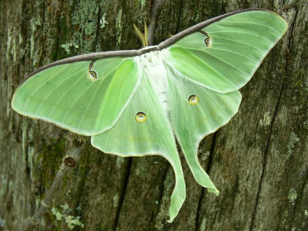 luna butterfly