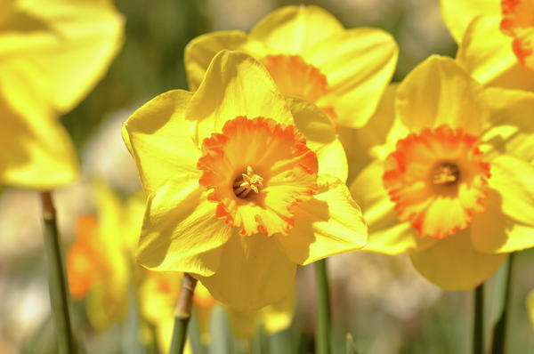 Daffodils Close Up