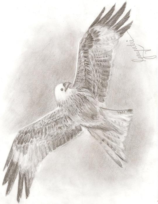 Eagle Sketching