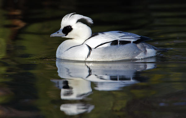 male smew