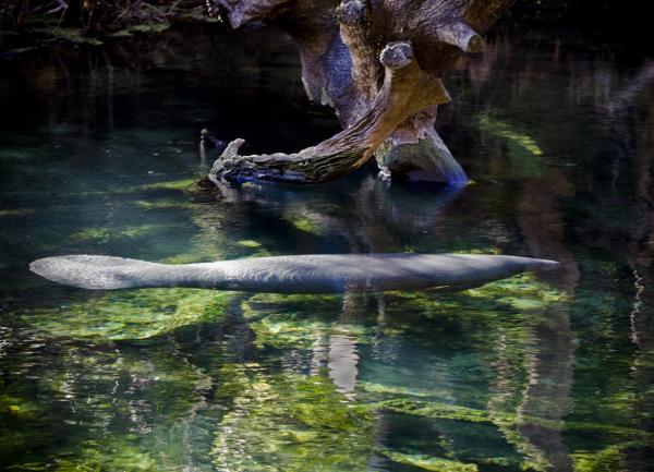 manatee zone