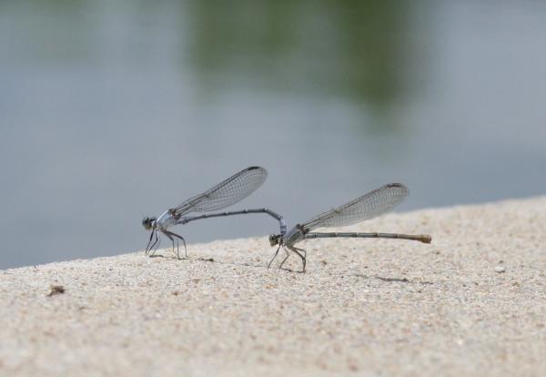 Mating+dragonflies+pictures