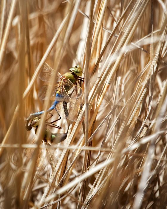 Mating+dragonflies+pictures