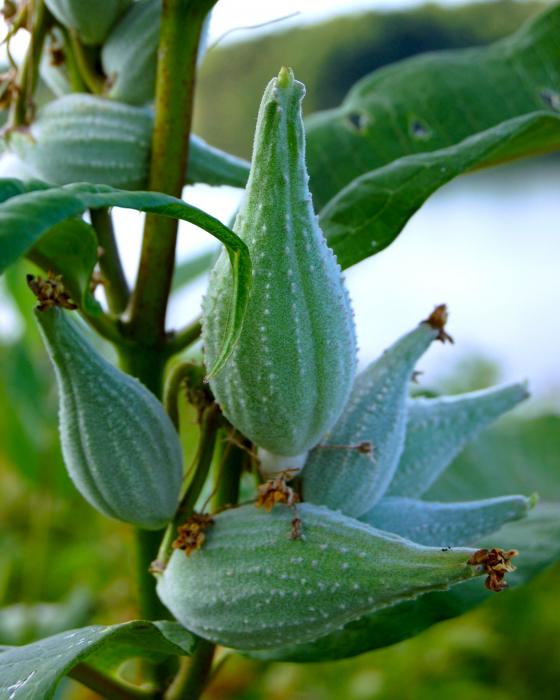 Milkweed Pod