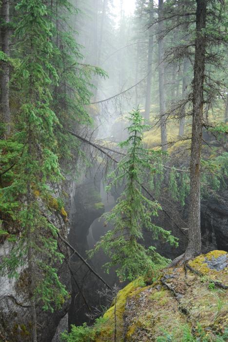 Forest In Mist