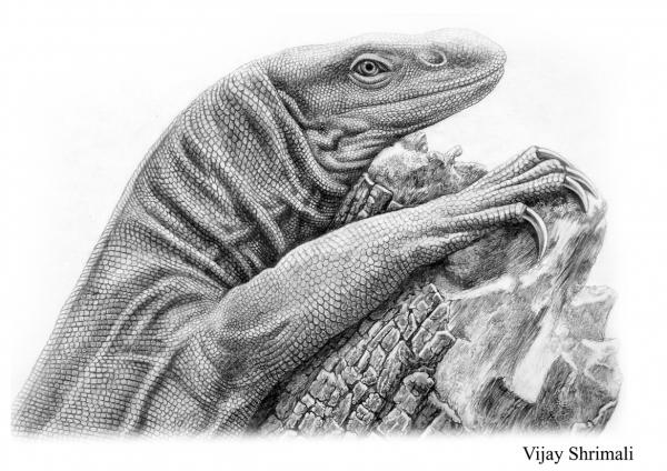 Drawing Lizard