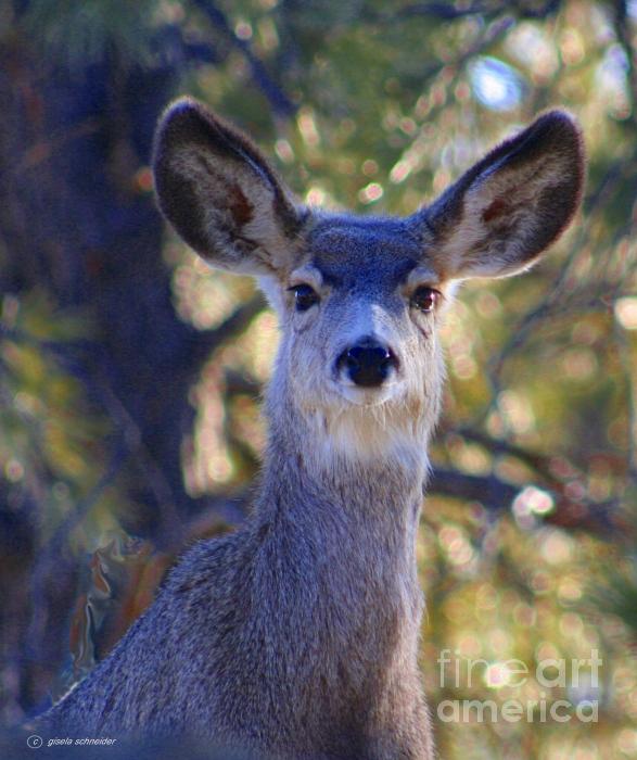 Deer In Montana