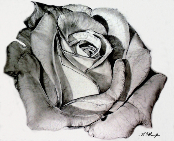 Mother Rose Drawing Mother Rose Fine Art Print Andrea Realpe
