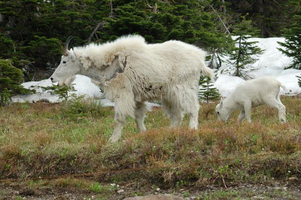 Baby On Mountain