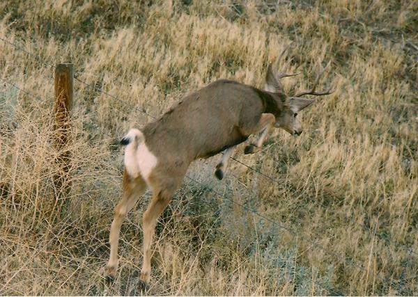 Deer Jump