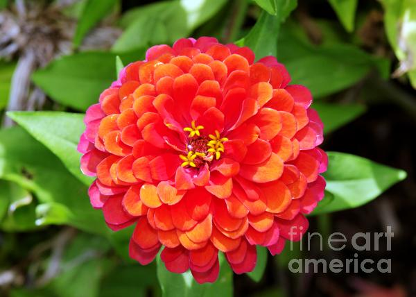 Zinnia Color